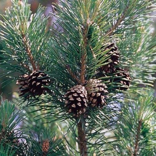 Grove Den Pinus