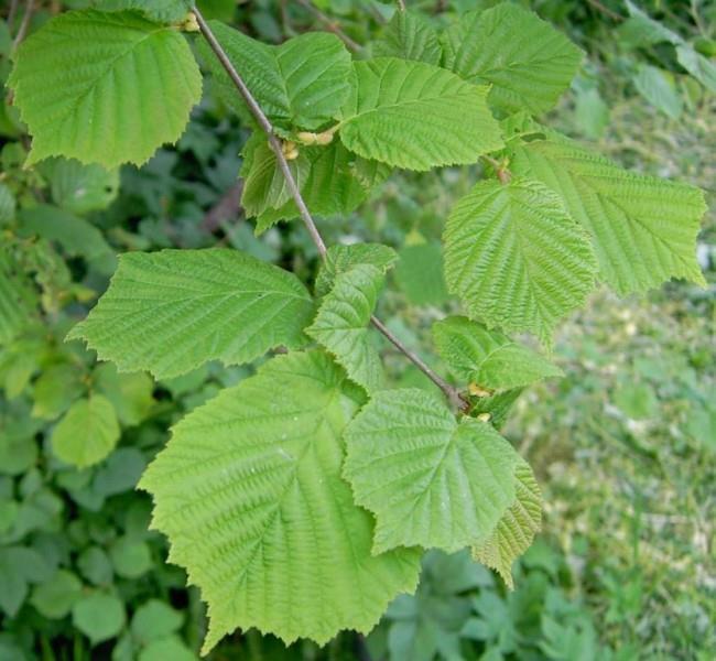 Hazelaar Corylus avellana Hoogte bloeiende plant: 6 meter