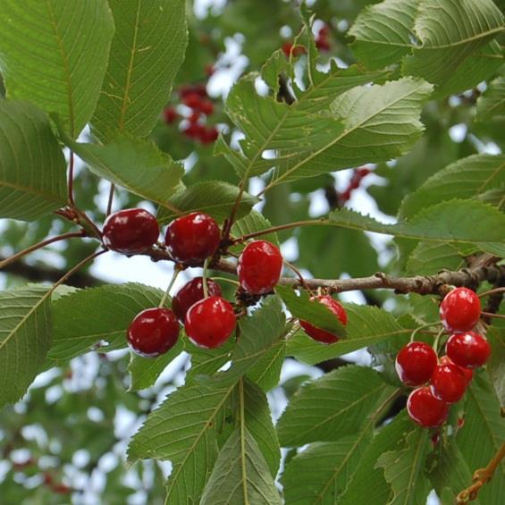 Gomziekte van Prunus Zichtbaar door gom