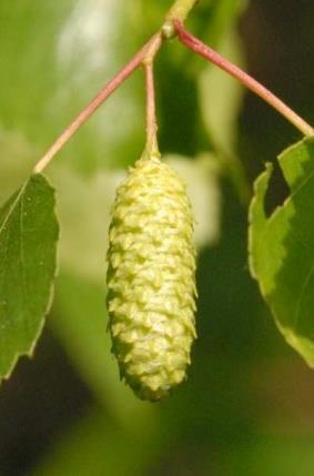 Gewone Berk Betula pendula 15 25 meter April Zomer