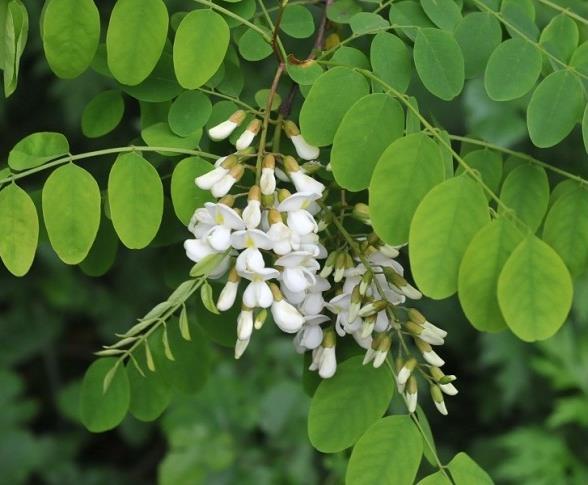 Valse Acacia Robinia pseudoacacia 20 25