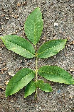 juni Als de boom vol in blad staat