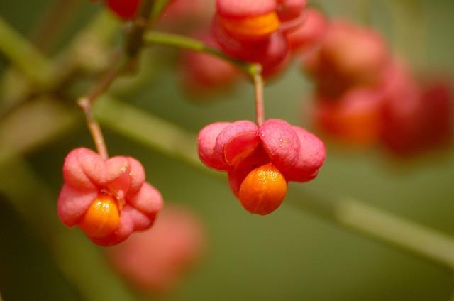 Wilde Kardinaalsmuts Euonymus