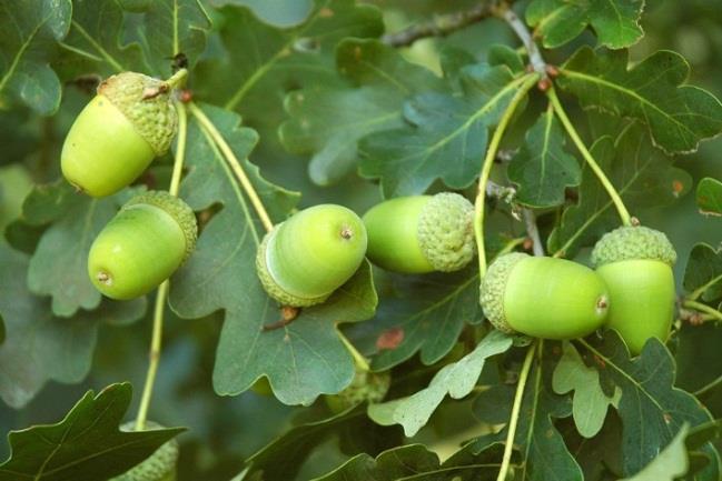 de boom verslechteren.