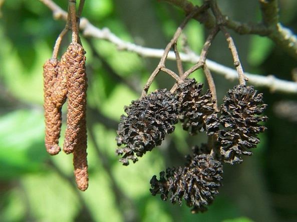 Veroorzaakt witrot in het kern- en spinthout van stam