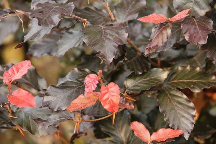 Bruine Beuk Fagus sylvatica