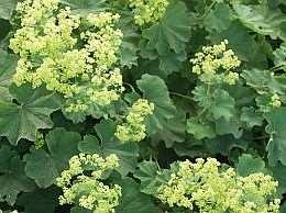 Wintergroen Klimhortensia (Hydrangea