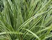 Everest, Carex testacea Prairie