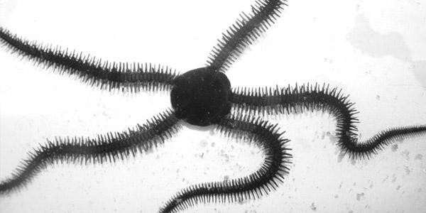 Voorkomen: STAM VAN DE STEKELHUIDIGEN (Echinodermata) Leven uitsluitend in zee.
