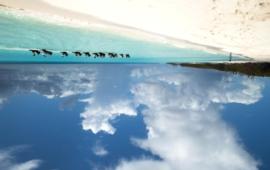 Inleiding Droom weg onder een palmboom op het parelwitte strand...tropische stranden met een azuurblauwe zee en wuivende palmbomen op de achtergrond, welkom in de Caraïben!