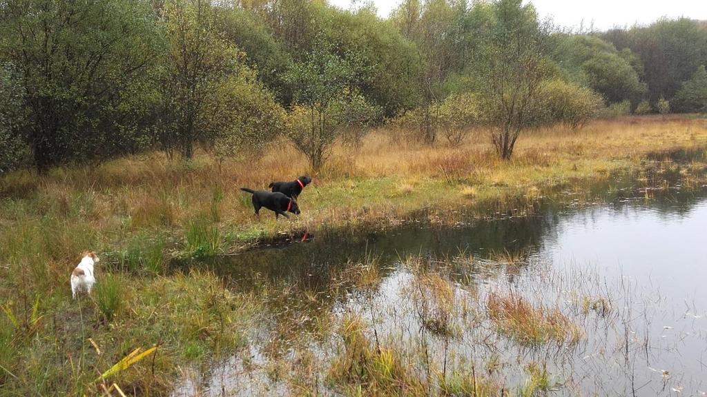 Onze wandelingen bij de Merle zijn enigszins ingeperkt. Er wordt erg druk in het bos gewerkt. En de paden over de berg zijn onbegaanbaar geworden door de grote machines.