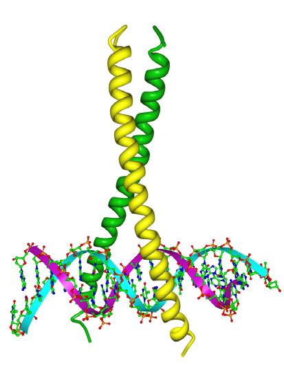 Leucine-zipper transcriptie factor PDB-ID: 1YSA Achtergrond: DNA-bindende eukaryotische eiwitten Reguleren de transcriptie van
