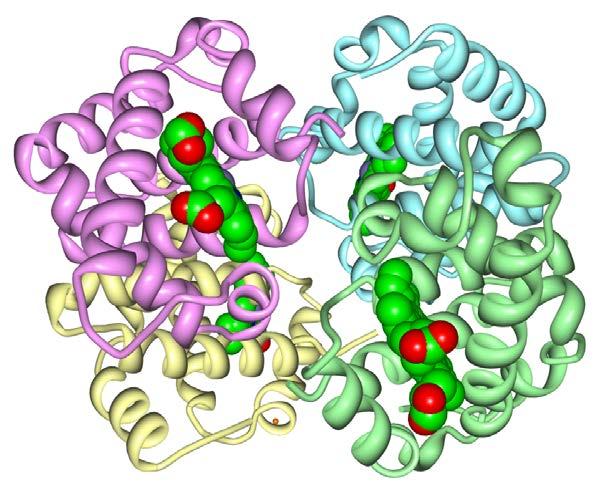 Hemoglobine PDB-ID: 4HHB Achtergrond: Zie PDB Molecule of the Month: http://pdb101.rcsb.