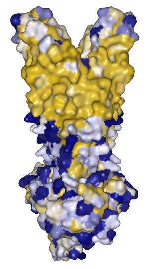 Multidrug resistentie pomp PDB-ID: 2ONJ Achtergrond: Zie PDB Molecule of the Month: http://pdb101.rcsb.org/motm/95 Vragen: Hoe werkt deze eiwit pomp?