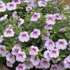 Calibrachoa