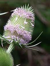 Dipsacus