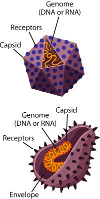 Wat is een biologisch virus?