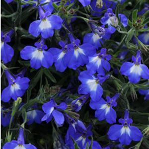 1 Lobelia 'Blue