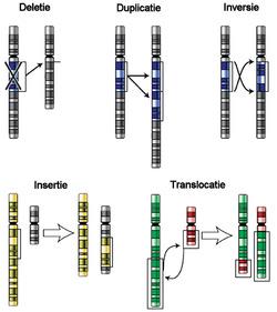 Chromosomenonderzoek (karyotypering) 23 chromosomenparen differentiële kleuringsmethode : typerend bandenpatroon Numerieke chromosoomafwijkingen trisomie vb +21, +8 Structurele chromosoomafwijkingen