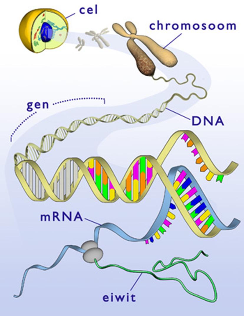 Moleculaire biologie nabootsen