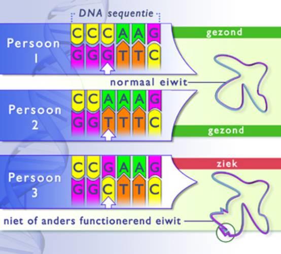 Moleculaire biologie Detecteren van mutaties