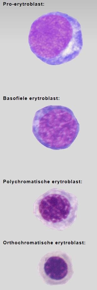 Normale erythropoïese beenmerg perifeer bloed (May-Grünwald-Giemsa) Reticulocyten :