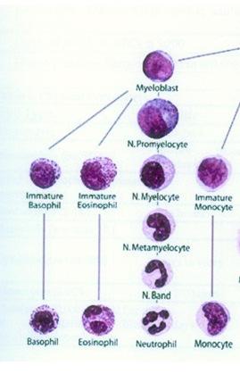 Normale leukopoïese Perifeer bloed Staaf neutrofiel lymfocyt monocyt eosinofiel basofiel beenmerg Perifeer
