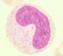 immuniteit 15% B : humorale immuniteit Monocyten: fagocytose Eosinofielen: allergische reactie, parasitaire