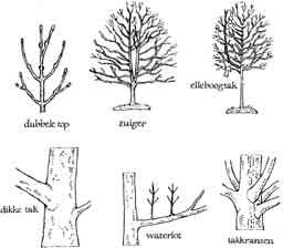 Tijdens de groei kunnen er ongewenste takken in de kroon van de boom groeien. Problemen zijn onder andere: dubbele top, zuiger, elleboogtak, takkrans, dikke takken en waterlot. Fig. 2.