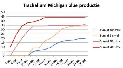 Figuur 17 Productieverloop bij de oogst van 3 cultivars Trachelium onder 0, 5, 10 en 20 µmol.m -2.