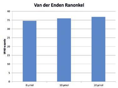 3.2.4 Ranonkel De proef in Ranonkel is alleen overdag belicht, omdat Ranonkel een korte dag plant is. Er is daarom ook alleen met 10 en 20 µmol.m -2.s -1 