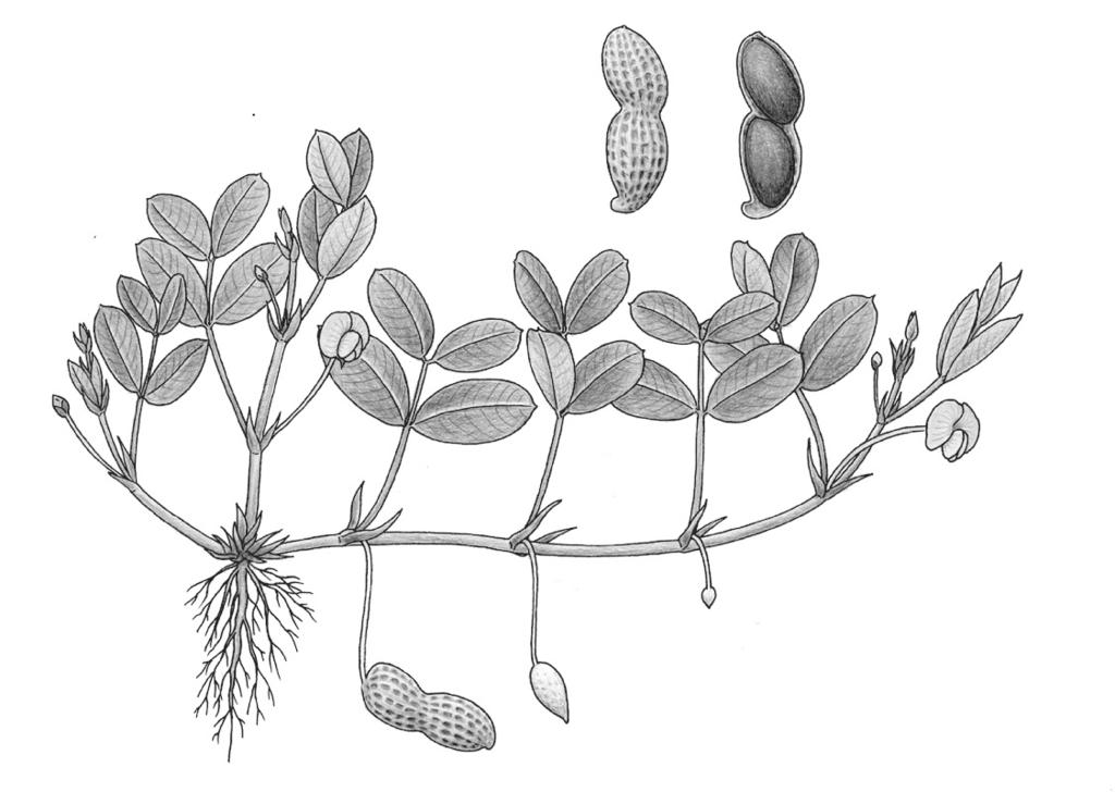 De pindavruchten (pindadoppen) ontwikkelen zich ondergronds. Een pindadop is een vrucht die is ontstaan uit een pindabloem.