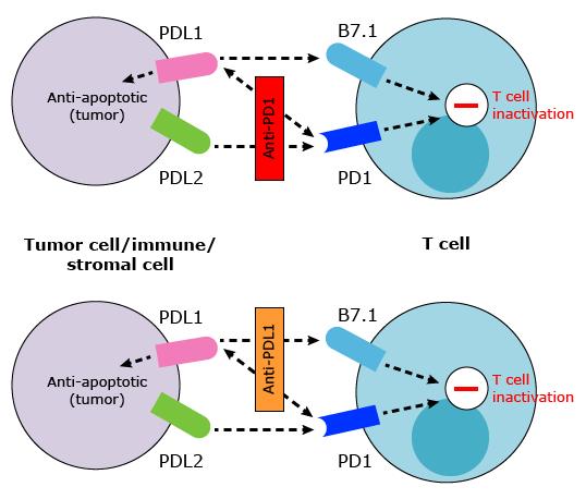 Rem van het immuunsysteem Eiwit op de T-cel: PD-1 Eiwit op de tumorcel: PD-L1 Als deze 2 verbinding maken met elkaar remt dit de werking van de T-cel en raakt deze