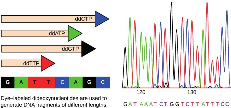 Sequencing en de volgende generatie Sequencing is de techniek om de basenvolgorde van DNA te bepalen. Eén manier is de Sanger-methode.