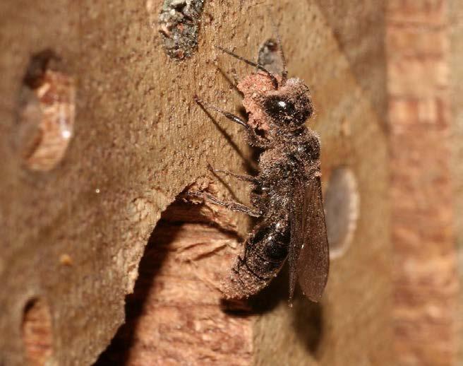 Hoofdstuk 18 Graafwespen in nestblokken (families Sphecidae en