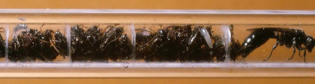 18.65 Een nestgang van Psenulus fuscipennis met links een jonge larve, in het midden geen ei en rechts een grote cel met een laat gelegd