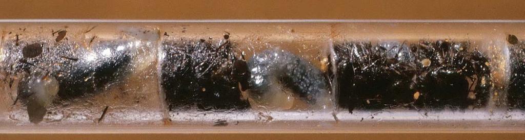 Gasten van bijenhotels 18.68 In deze drie cellen van Psenulus fuscipennis zijn de larven in verschillende stadia van ontwikkeling (detail van foto 18.63). 18.69 In dit geval hebben drie larven van Psenulus fuscipennis de tussenwandjes doorbroken en verblijven ze in één gezamenlijk deel van de nestgang.