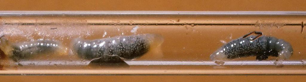 71 Een nestgang van Psenulus fuscipennis waarin de larven links al hun wandbekleding klaar hebben, terwijl de larve rechts daar nog mee bezig is.
