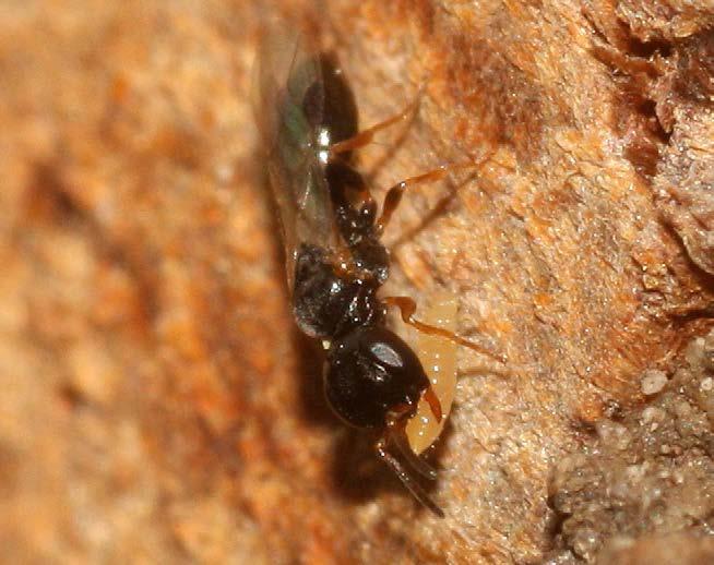 2 Kleine graafwespen Als er in de nestblokken gangen van 1 tot 2 mm zijn geboord, of er is riet met zulke dunne gangen, dan blijken al gauw kleine graafwespjes daar gebruik