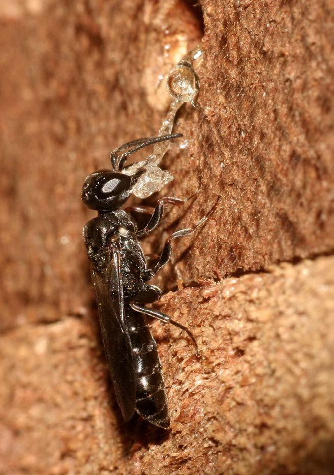 harsdruppeltjes. 18.79 De heldere kleurloze hars is weerbarstig materiaal en vraagt om een behendige behandeling [Passaloecus corniger]. 18.80 Tijdens het verdelen van de hars worden de kaken in de hars gedrukt en dan soms extreem ver gespreid zoals hier [Passaloecus corniger].