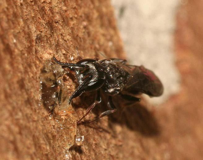 81 In de afsluiting van de nestgang worden onder andere stukjes hout gebruikt die hier door Passaloecus corniger nog eens extra van verse hars worden voorzien.