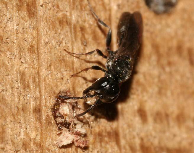 Ook het vangen van luizen op planten gaat in hoog tempo. De wesp pakt een slachtoffer net achter de kop vast met haar kaken en trekt het dier van de plant af.