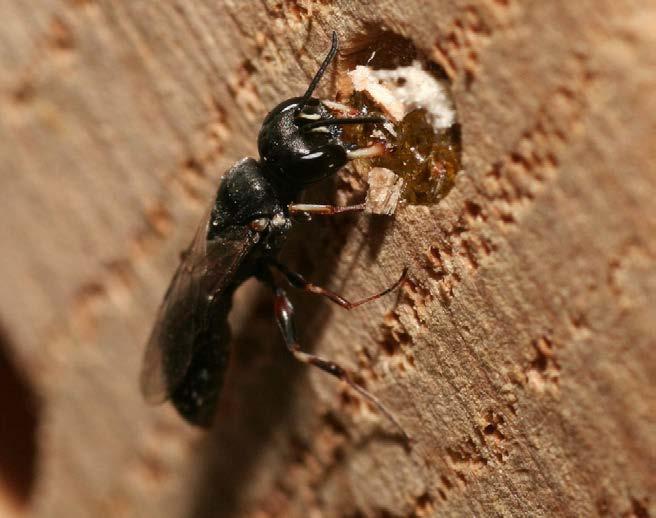 95 Kleine stukjes hout blijken aantrekkelijk te zijn