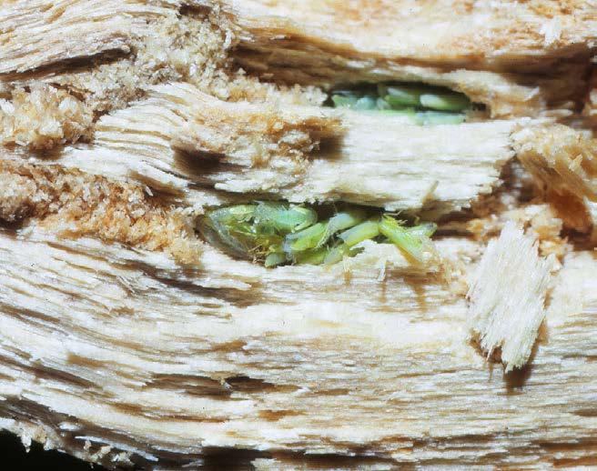 Hoofdstuk 18 Graafwespen in nestblokken (families Sphecidae en Crabronidae) Behalve in boorgangen van ongeveer 2 mm worden ook rietstengels met vergelijkbare diameters uit gezocht.