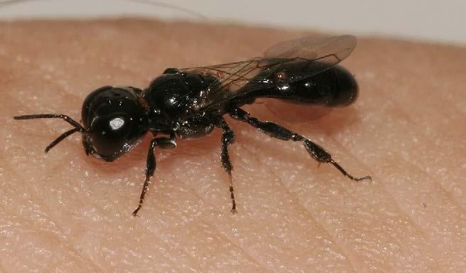 Vliegen vormen voor de meeste soorten het larvenvoedsel. 18.5.1 De cicadenvanger Crossocerus annulipes Als voorbeeld voor de kleine Crossocerus-soorten kan C.