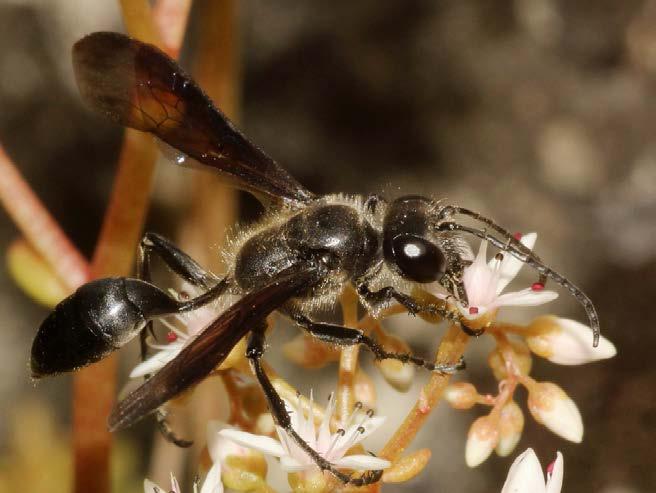 Crossocerus cetratus gaat. De tussenwanden worden ook gemaakt van dit materiaal en ook met de plaat op de achterlijfspunt (het pygidium) aangedrukt.