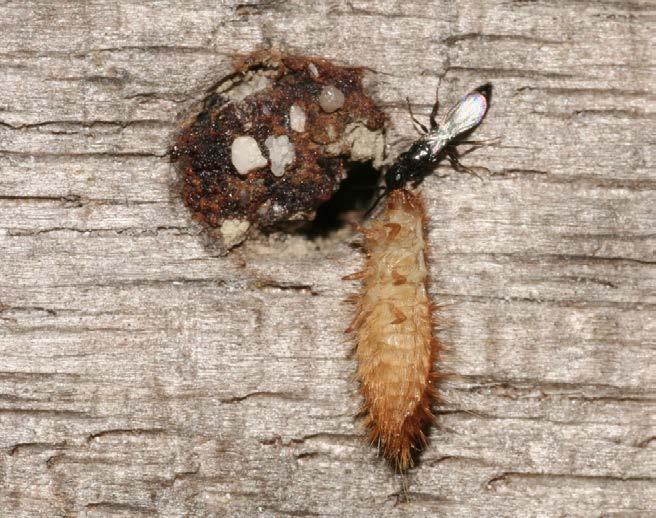117 Met een ruggelings hangende keverlarve kan Laelius femoralis verbluffend snel lopen, hier naar een verlaten nestgang van een tronkenbij. 18.