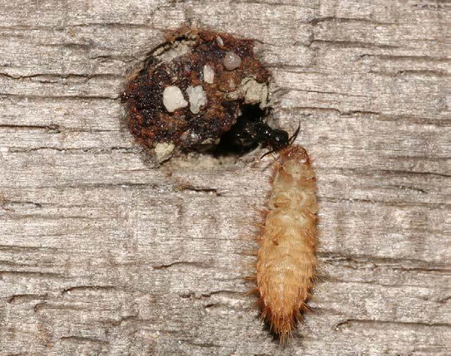 voorkeur voortplant op de larven van enige beruchte spektorren, zoals de tapijtkever Anthrenus verbasci en de eveneens uit Amerika geïmporteerde museumkever Trogoderma angustum.