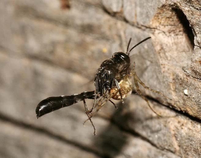 Bij al die kleine wespjes leven ook weer zeer kleine sluipwespen, die ook een uitdaging vormen om te onderzoeken. 18.