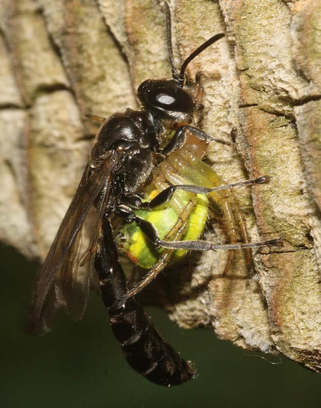 18 Een pottenbakkerswesp met een buitgemaakte kogelspin (gewone tandkaak) aan haar nestgang in een kartonnen buisje van 5 mm doorsnede. wolfspinnen, springspinnen of krabspinnen.